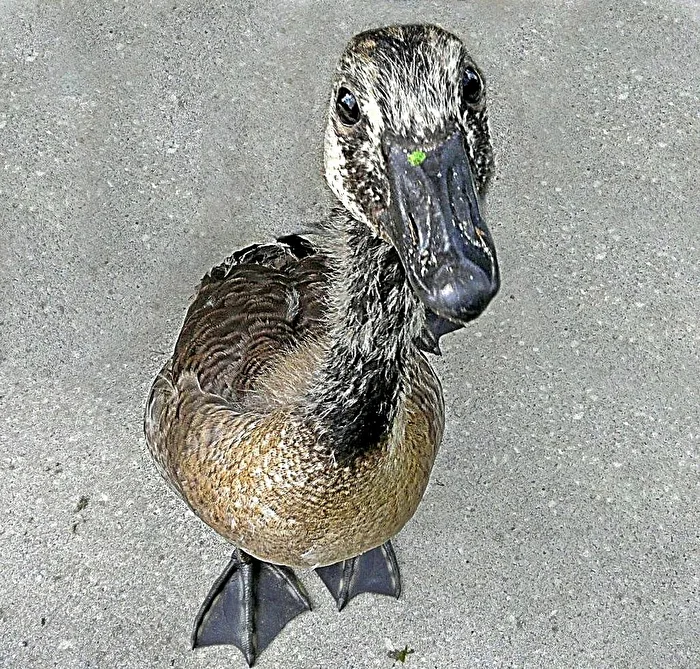 Do you please have a few grains for me ?