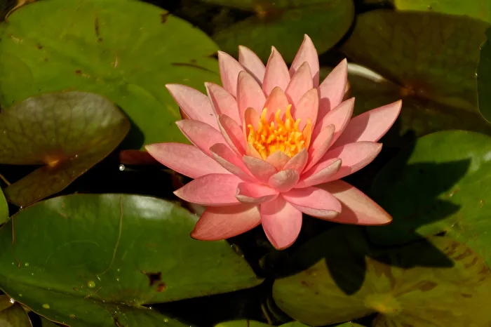 Seerose