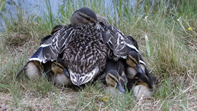 Gut behütet - Entenkinder unter den Flügeln der Mama