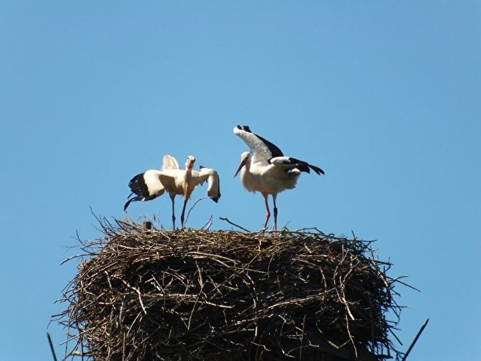 Vögel