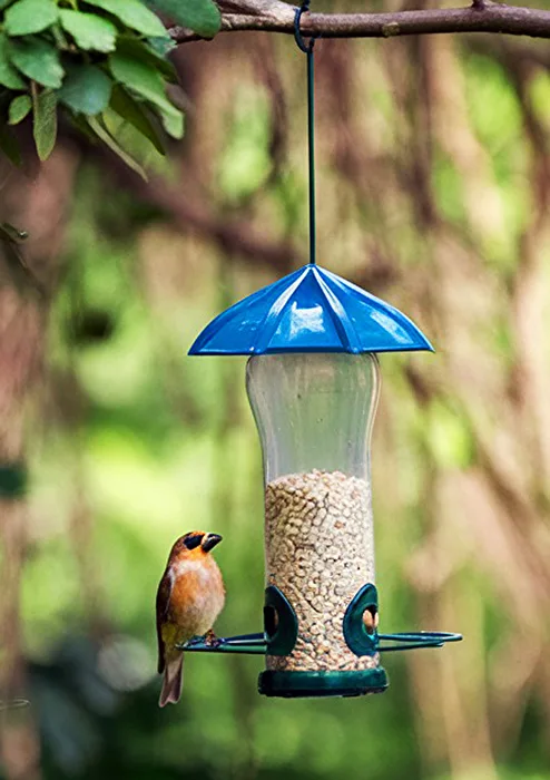 Vogelfütterung