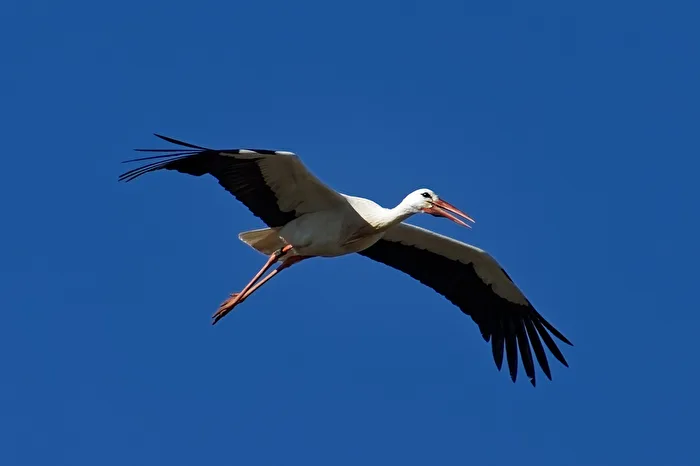 Stork