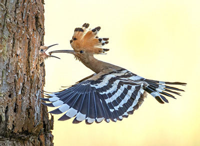 Hoopoe