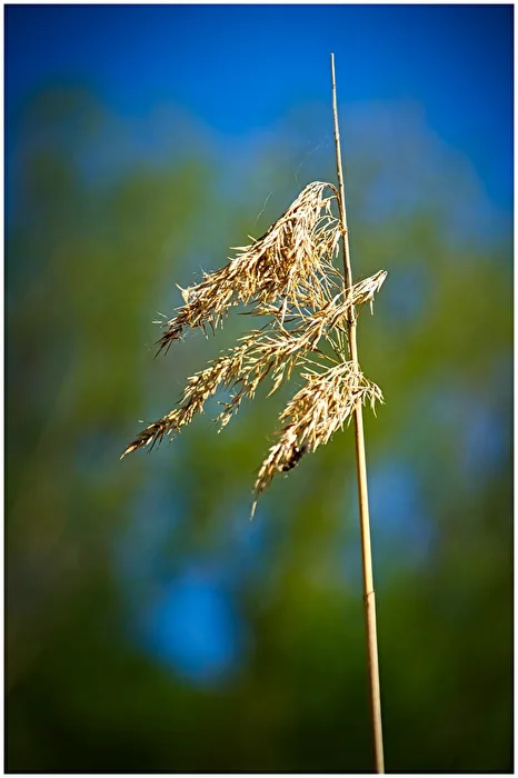 In the Wind...