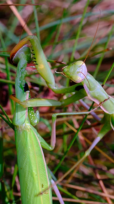 Praying Mantis