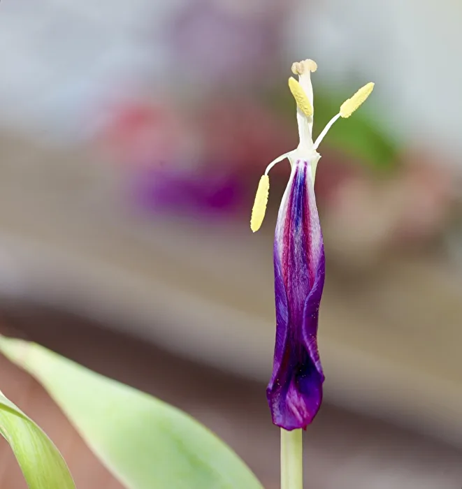 Madam Tulpe