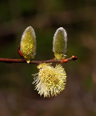 Schönheit der Natur