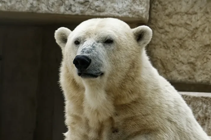 Eisbär