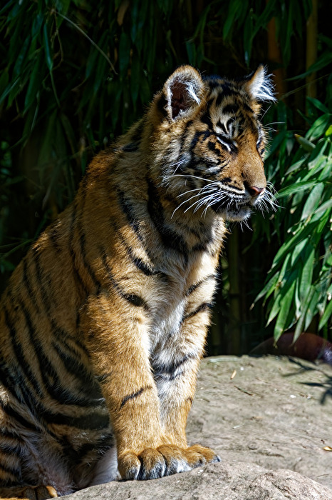 junger Tiger