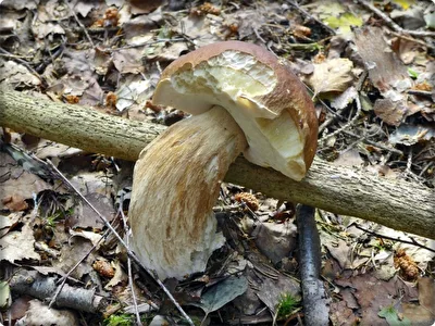 Pilz