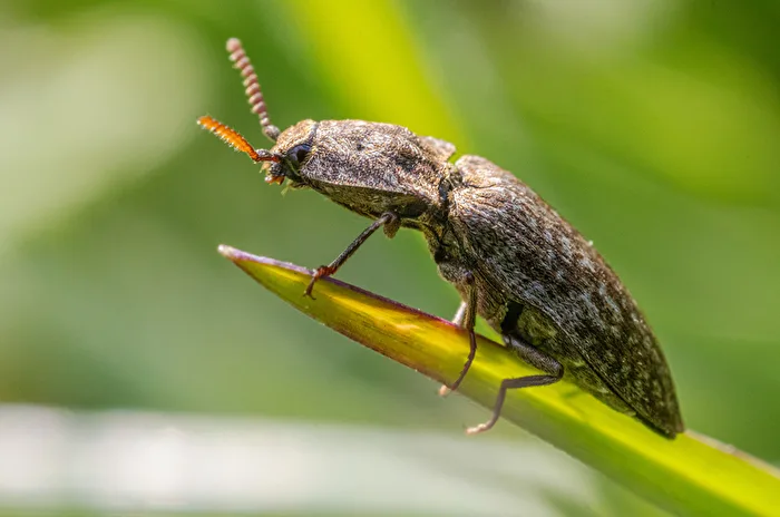 Mouse-gray Click Beetle