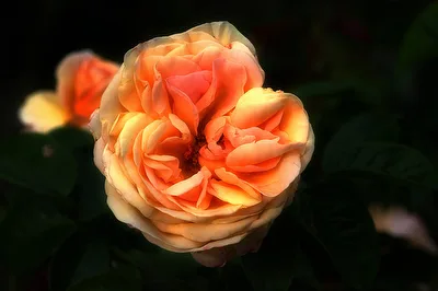 The Rose