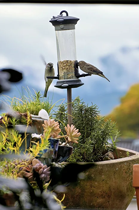 Vogelfütterung