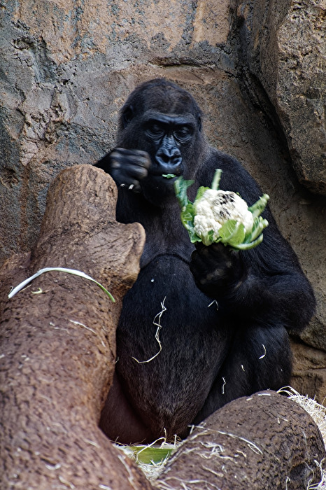 Gorilla