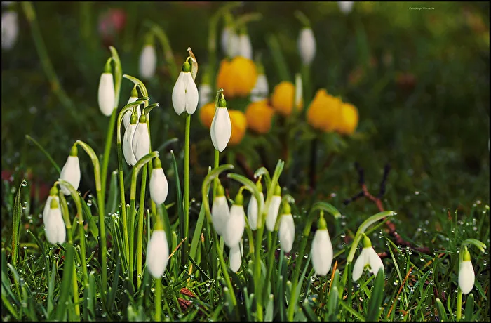 Spring Awakening
