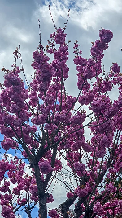 Kirschblüte