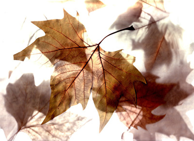 Autumn leaves...