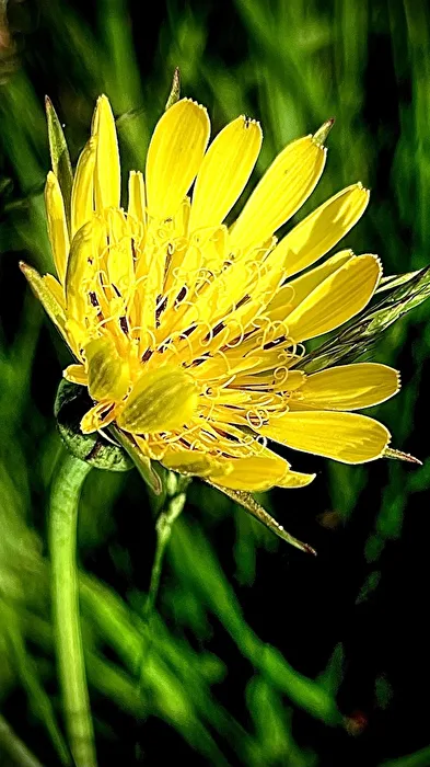 Arte filigranata della natura