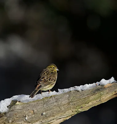 Goldammer auf Eis, weiblich