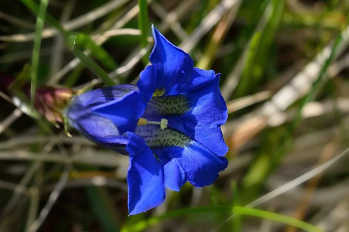 Gentian