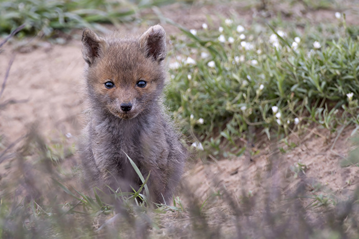 Fuchswelpe
