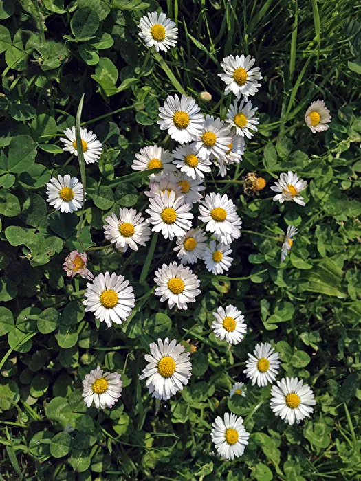 äFrühling
