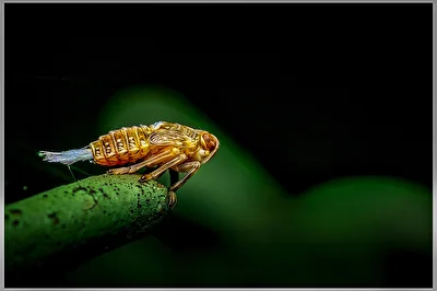 Das goldene Phantom