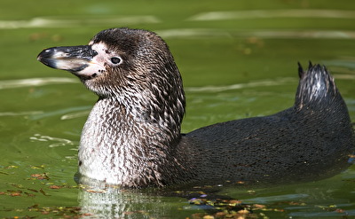 Humboldt-Pinguin