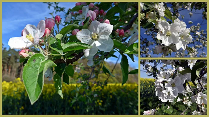 Apfelblüten