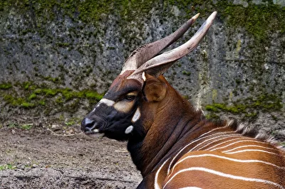 Bongo