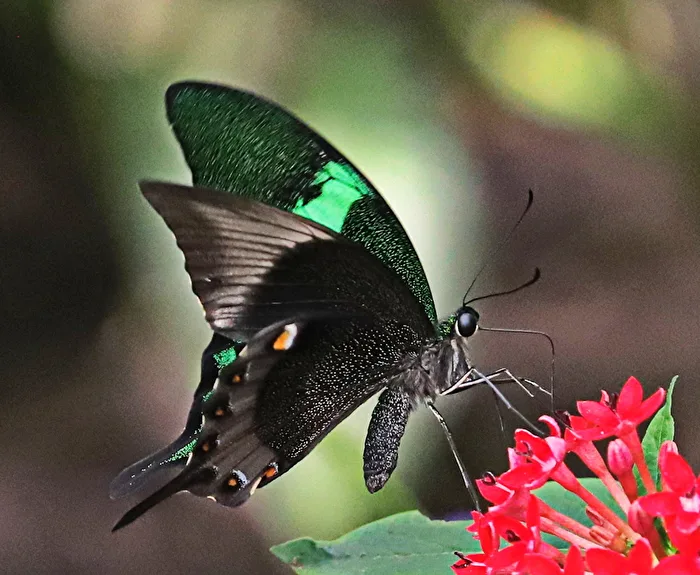Insekten