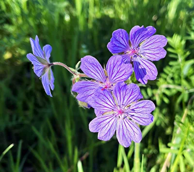 kleine Blüten