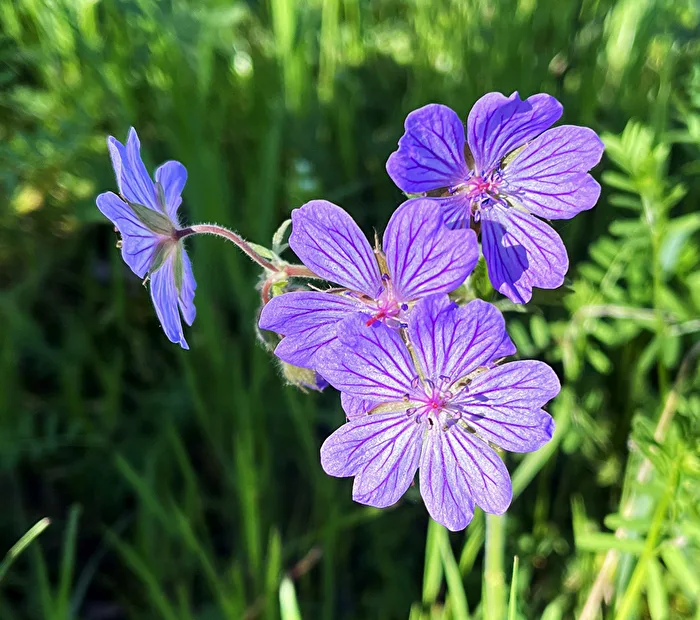 small blossoms
