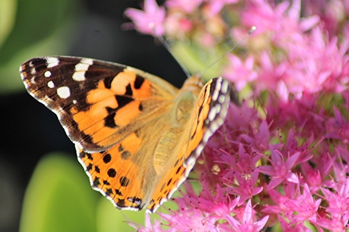 Schmetterling auf einer Blüte