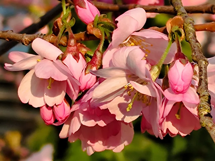 Japanese Cherry