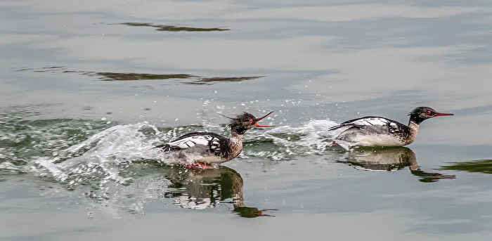 Trouble with the Red-breasted Mergansers