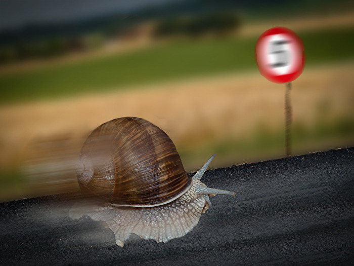 Schneckenlauf