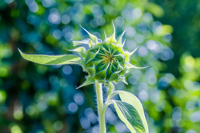 Sonnenblumenknospe
