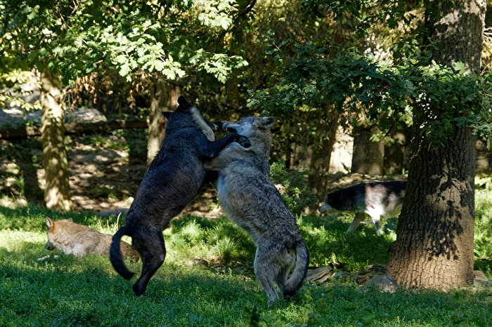 Timberwolves