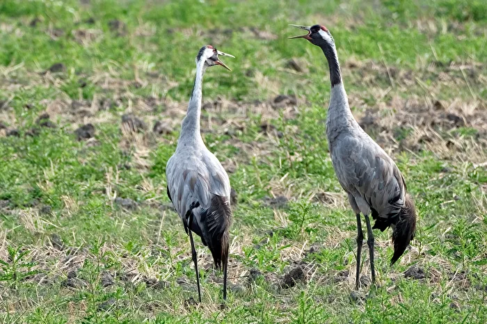 Grullas
