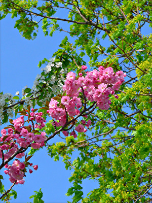frisches Grün und Blüten