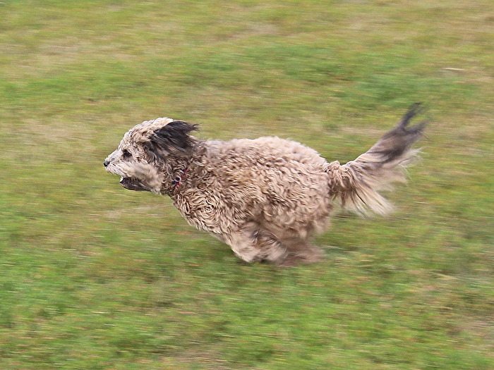 Hund in motion