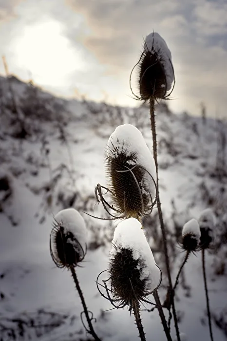 Distel