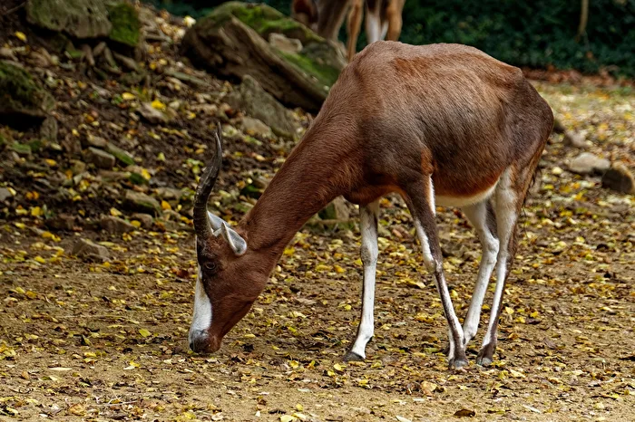 Blesbok