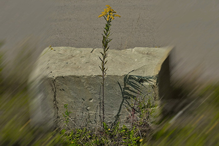 Unkraut_Am Straßenrand