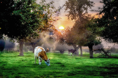 Morgens in der Hetter