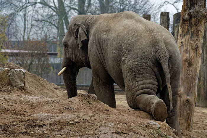 Elefant