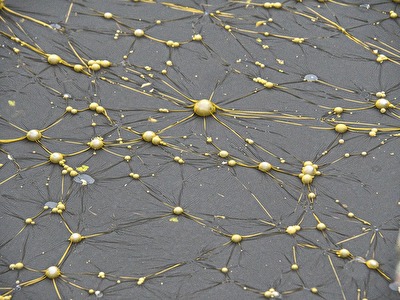 Was ist das? Wer kann Helfen?