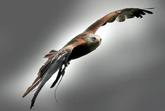 Weisskopf Adler