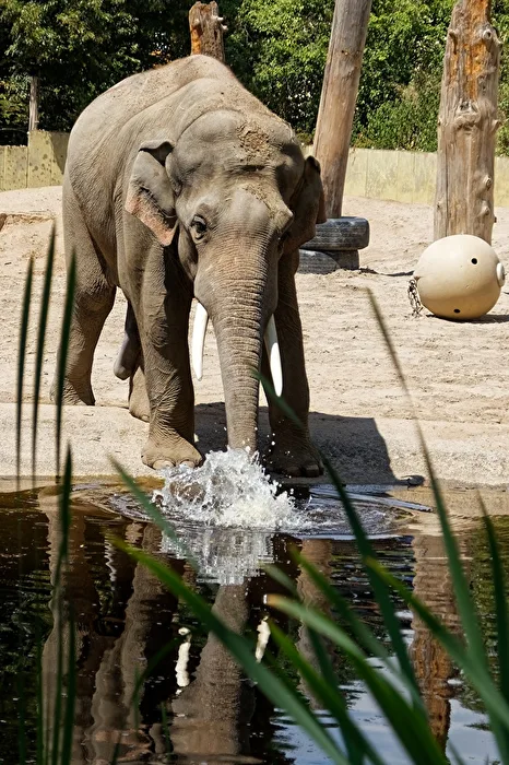 Elefant